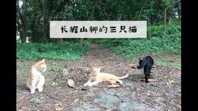 国产三花视频,绽放民族品牌魅力，引领花卉产业新风尚