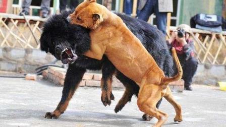 国产野猪视频大全,视频大全中的自然奇观与生态魅力