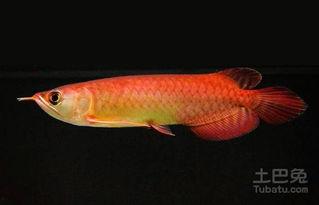 国产金龙鱼繁殖视频  第3张