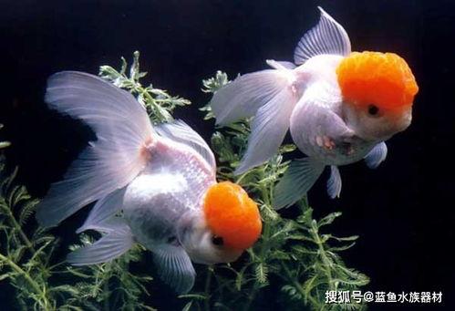 国产金鱼如何喂养好呢视频,视频揭秘喂养秘诀