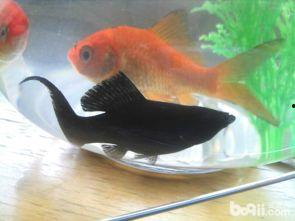 国产金鱼如何喂养好呢视频,视频揭秘喂养秘诀  第2张