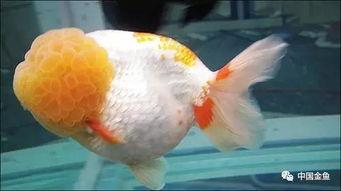 国产金鱼如何喂养好呢视频,视频揭秘喂养秘诀  第3张